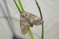 Drymonia ruficornis