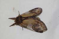Notodonta ziczac