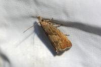 Dichrorampha acuminatana
