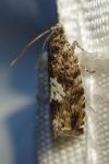 Pammene argyrana