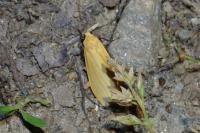 Wittia sororcula
