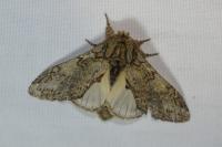 Peridea anceps