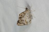 Epirrhoe alternata