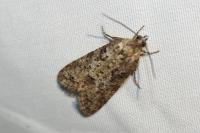 Cnephasia