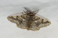 Lycia hirtaria