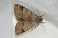 Minucia lunaris