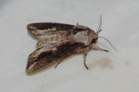 Egira conspicillaris