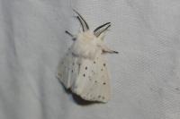 Spilosoma lubricipeda