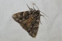 Acronicta rumicis