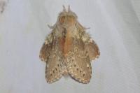 Stauropus fagi