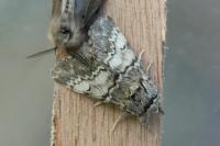 Drymonia ruficornis