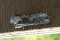 Egira conspicillaris
