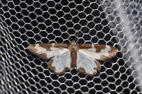 Lomaspilis marginata