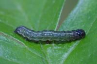 Cosmia trapezina