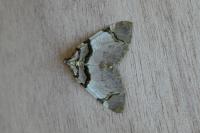 Anticlea derivata