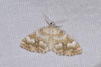 Perizoma flavofasciata