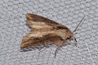 Egira conspicillaris