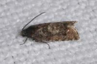 Pammene splendidulana