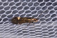 Esperia sulphurella