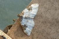 Xanthorhoe fluctuata