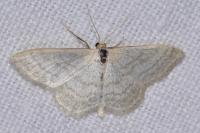 Idaea subsericeata