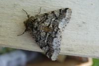 Lycia hirtaria
