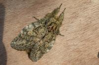 Peridea anceps