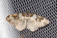 Xanthorhoe fluctuata