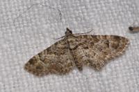 Gymnoscelis rufifasciata