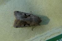 Orthosia gothica