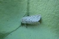 Spilosoma lubricipeda