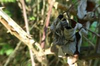 Autographa gamma