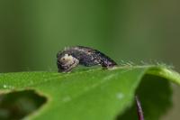 Coleophora betulella