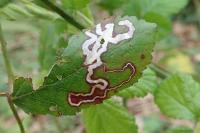 Stigmella aurella