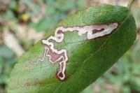 Stigmella aurella
