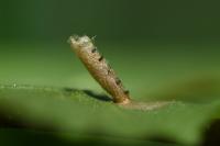 Coleophora serratella