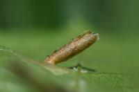 Coleophora serratella