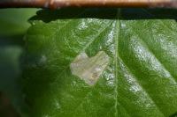 Coleophora serratella