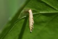 Coleophora serratella