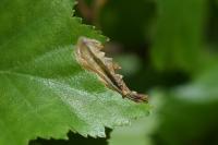 Eriocrania sangii