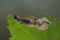 Eriocrania sangii