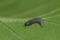 Eriocrania sangii