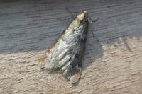 Alsophila aescularia