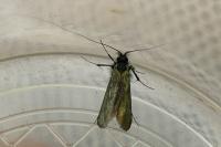 Adela reaumurella
