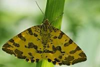Pseudopanthera macularia