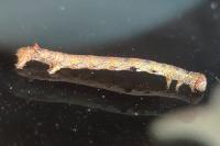 Colotois pennaria