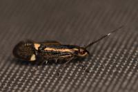 Esperia sulphurella
