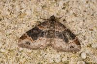 Xanthorhoe ferrugata