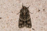 Acronicta rumicis