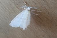 Cabera pusaria